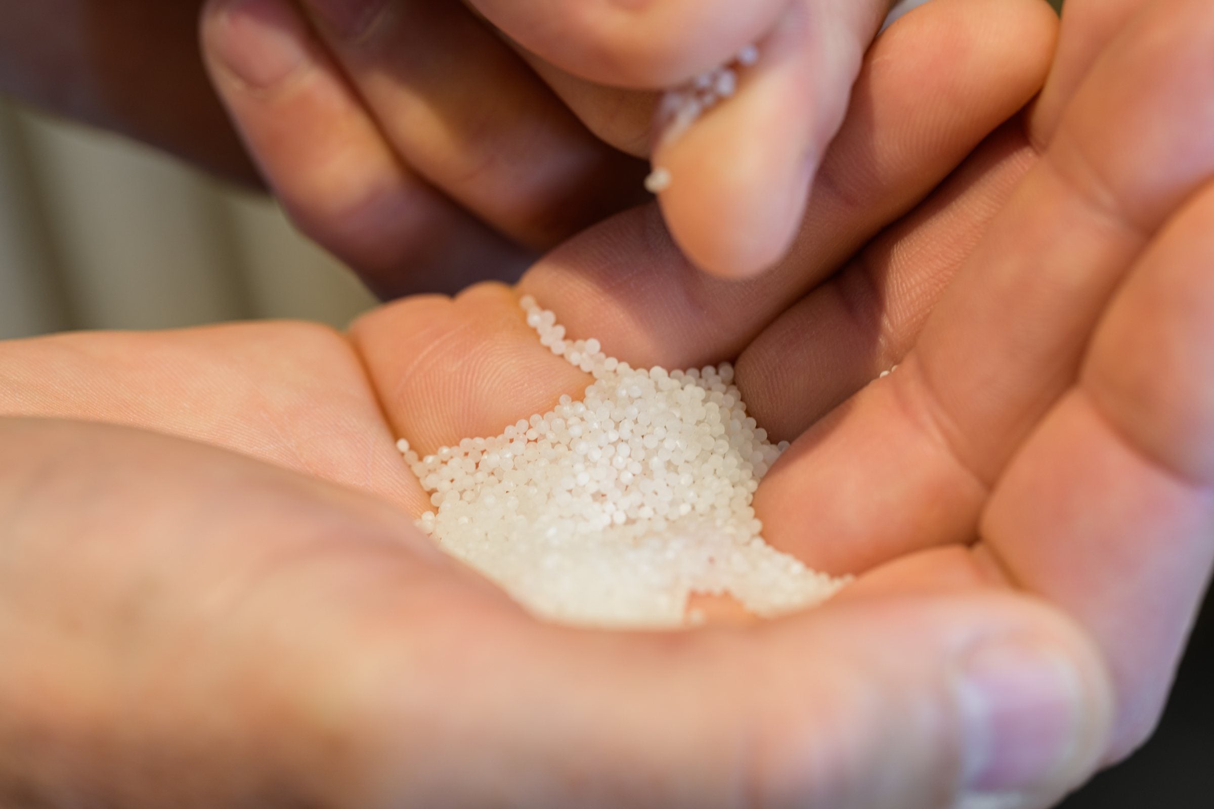 Polished sake rice resting in cupped hands.